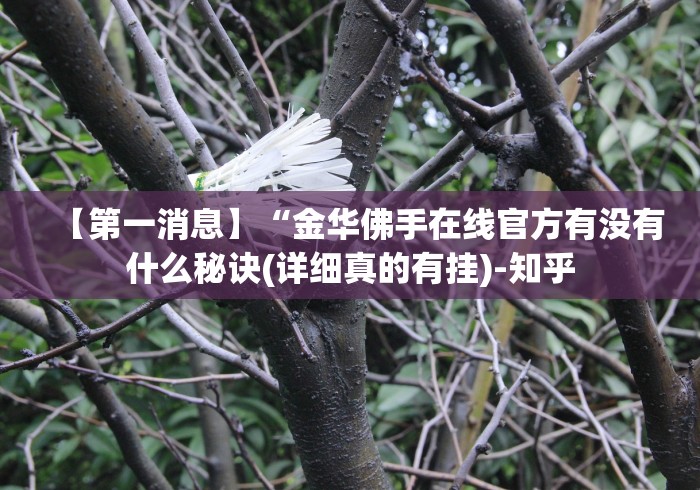 【第一消息】“金华佛手在线官方有没有什么秘诀(详细真的有挂)-知乎