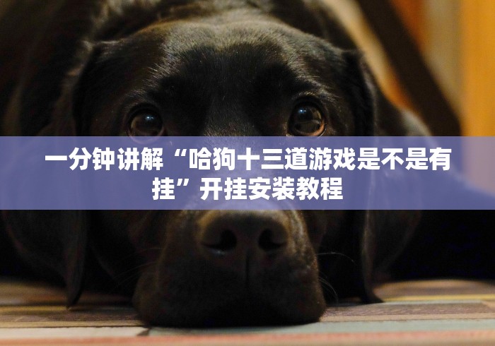 一分钟讲解“哈狗十三道游戏是不是有挂”开挂安装教程