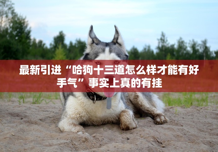 最新引进“哈狗十三道怎么样才能有好手气”事实上真的有挂
